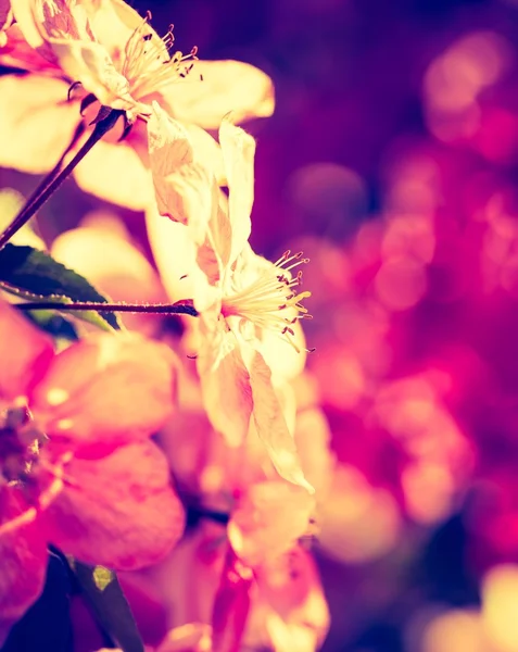 Flowers of a paradise apple-tree — Stock Photo, Image