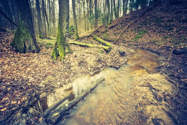 Green wetlands in spring — Stock Photo, Image