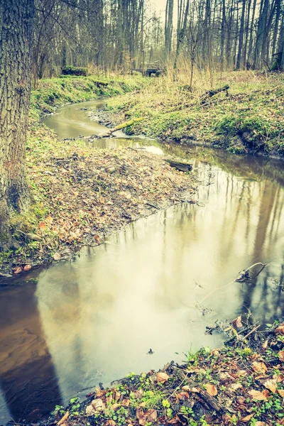 Les zones humides vertes au printemps — Photo