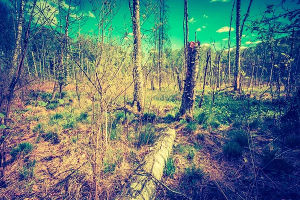 Водно-болотні угіддя з мертвих стовбурах — стокове фото