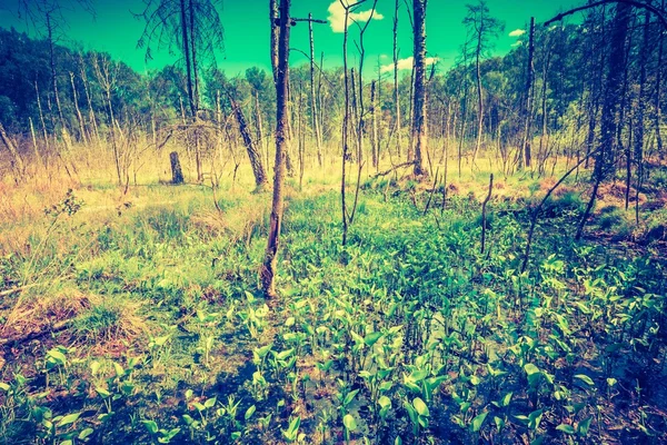 Humedales con troncos muertos — Foto de Stock