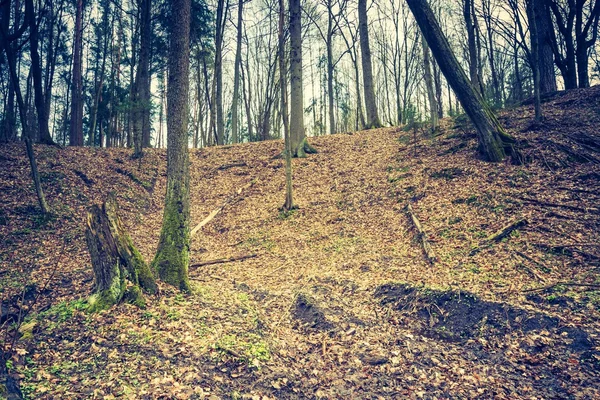 Hermoso bosque de primavera —  Fotos de Stock