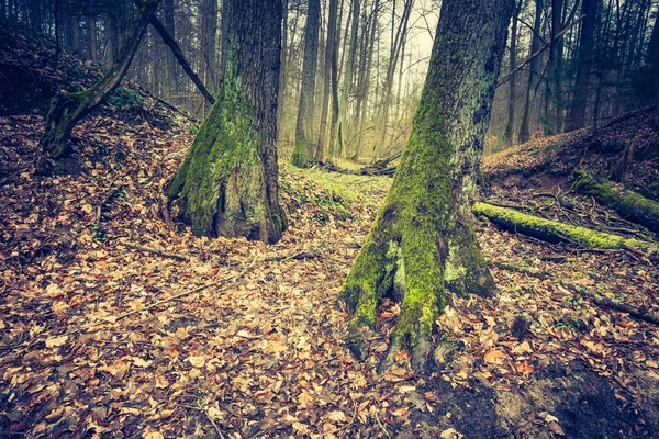 Hermoso bosque de primavera —  Fotos de Stock