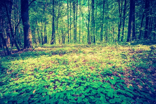 Bela floresta de primavera — Fotografia de Stock