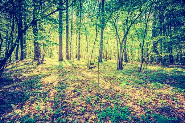 Hermoso bosque de primavera — Foto de Stock