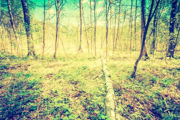 Schöner Frühlingswald — Stockfoto