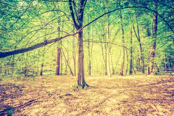 Hermoso bosque de primavera —  Fotos de Stock