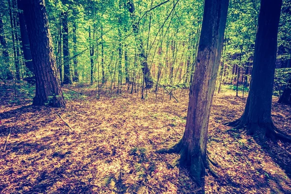 Hermoso bosque de primavera — Foto de Stock