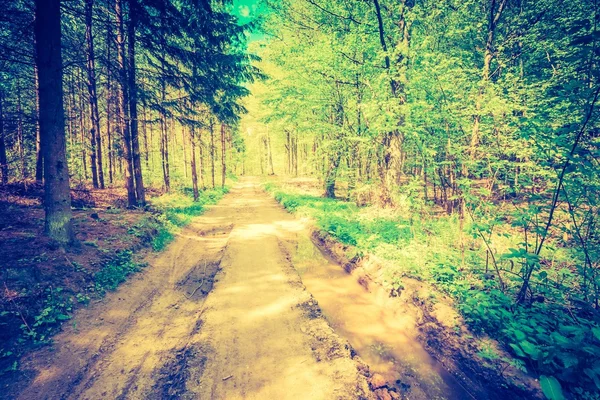 Foto vintage de hermoso paisaje de bosque verde de primavera — Foto de Stock