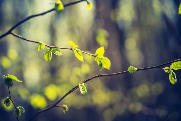 Листья на ветвях деревьев — стоковое фото