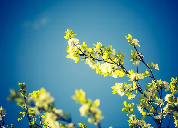 Apple tree blooming — Stock Photo, Image