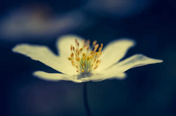 Flor de anêmona da primavera — Fotografia de Stock