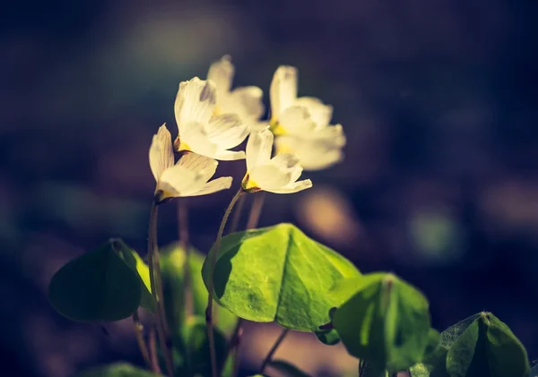 Hermosas flores pequeñas — Foto de Stock