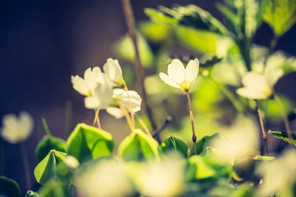 Bellissimi piccoli fiori — Foto Stock