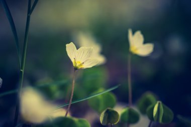 güzel küçük çiçekler