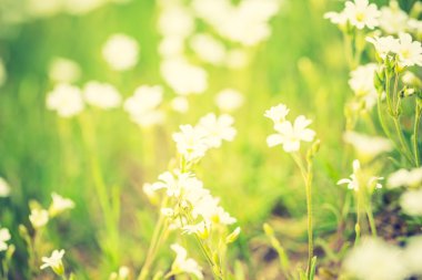 chickweed beyaz çiçekler