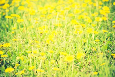 karahindiba çiçek çiçeklenme