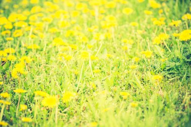 karahindiba çiçek çiçeklenme