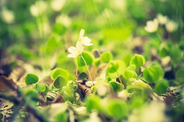 stock image beautiful small flowers