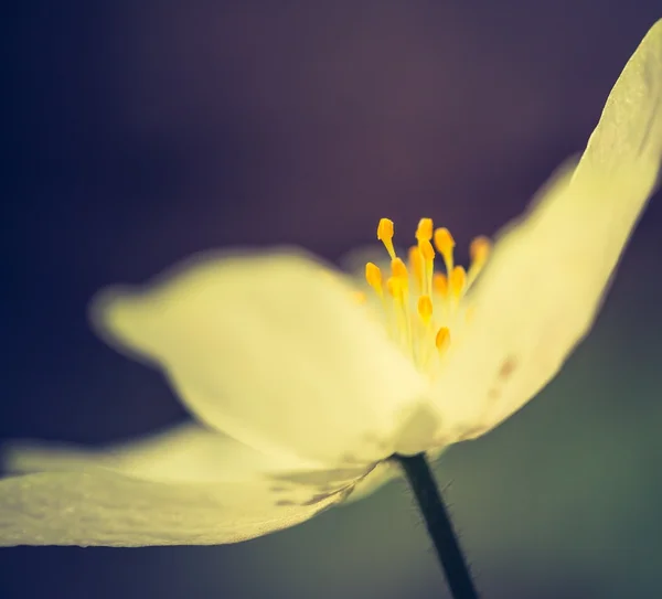 Flor de anêmona da primavera — Fotografia de Stock