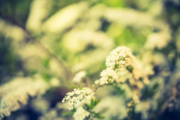 Spirea bianca fioritura — Foto Stock