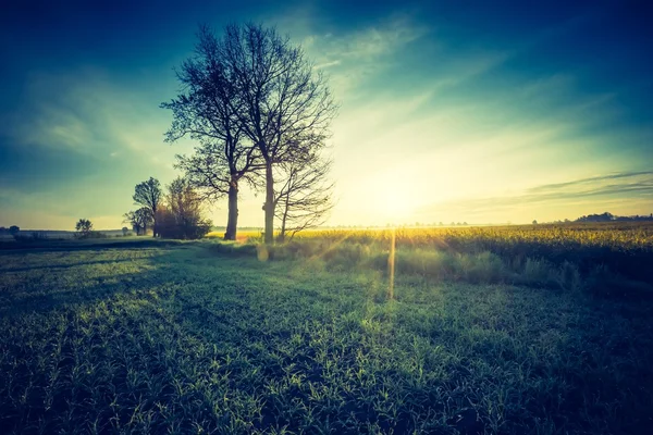 Sonnenaufgang über jungem Getreidefeld. — Stockfoto