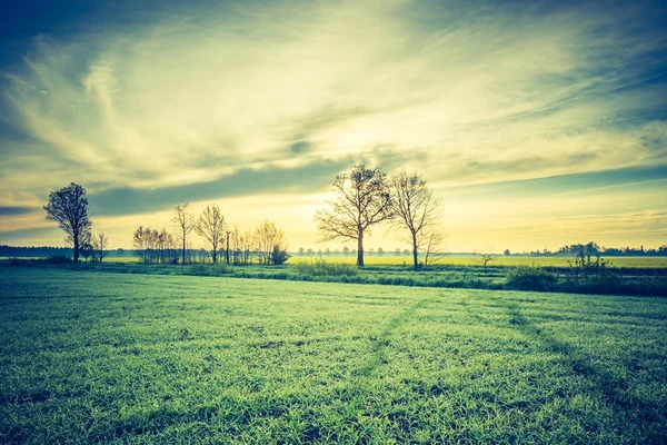 Nascer do sol sobre o campo de cereais jovens . — Fotografia de Stock