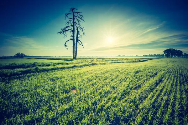 Alba sul giovane campo di cereali . — Foto Stock