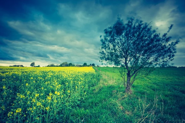 Blooming rapeseed field — Stock Photo, Image