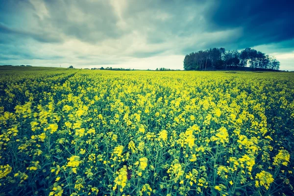 Campo de colza em flor — Fotografia de Stock