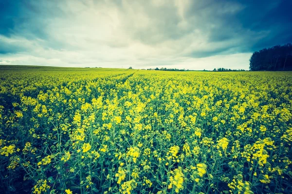 Blühendes Rapsfeld — Stockfoto