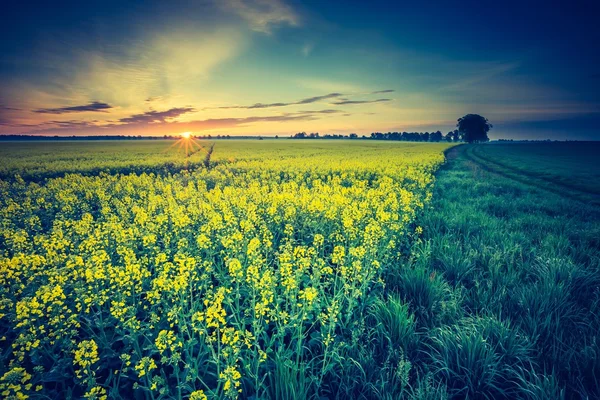 Campo de colza floreciente —  Fotos de Stock