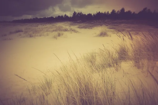 Sea shore with wild grass — Stock Photo, Image