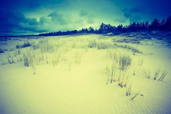 Sea shore with wild grass — Stock Photo, Image