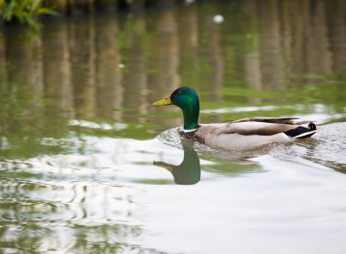 Yüzme yeşilbaş ördek