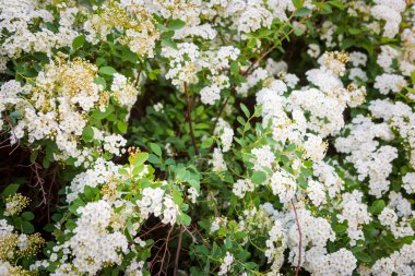 erkeçsakalı beyaz çiçekler