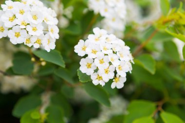 erkeçsakalı beyaz çiçekler