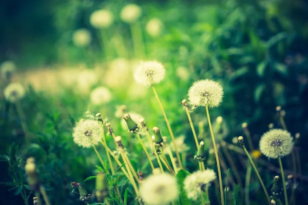 Verdorde paardebloem bloemen — Stockfoto