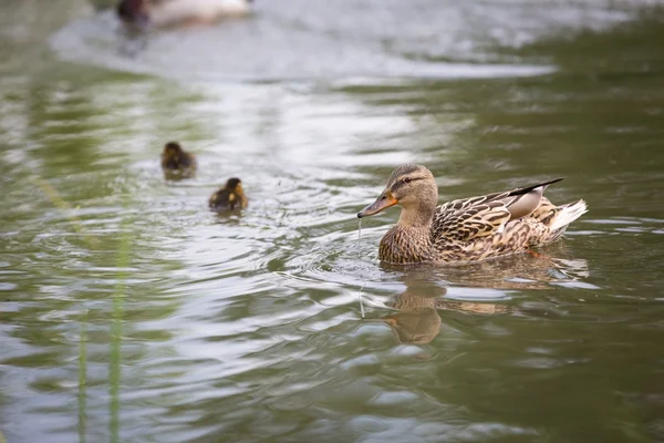 Stockente schwimmt — Stockfoto