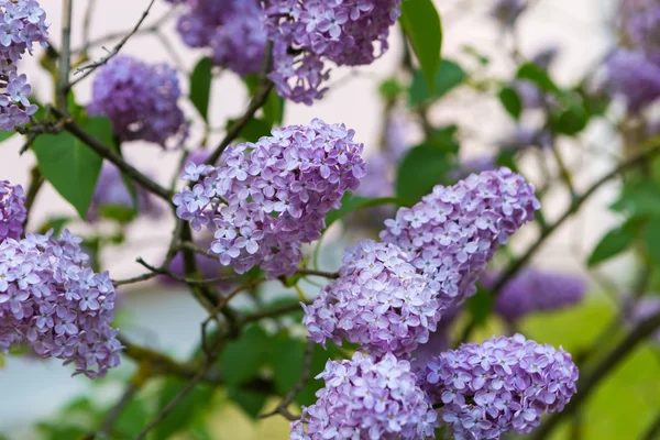 Blühende Fliederblüten — Stockfoto