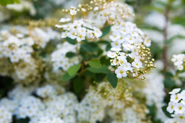 Fiori bianchi di spirea — Foto Stock