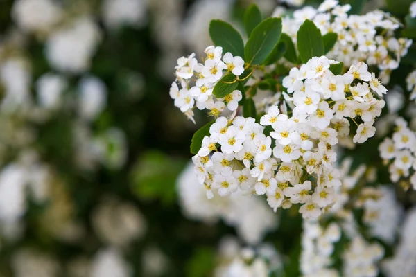 Bílé květy tavolník — Stock fotografie