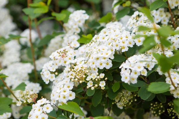 Weiße Blüten der Spirea — Stockfoto