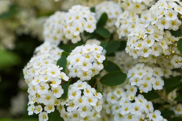 Weiße Blüten der Spirea — Stockfoto