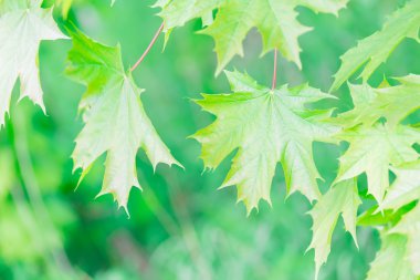 Güzel yeşil akçaağaç yaprakları