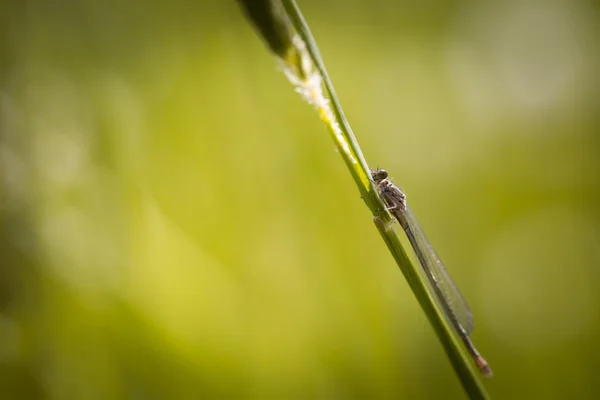 Azurblå flickslända (Coenagrion puella) — Stockfoto