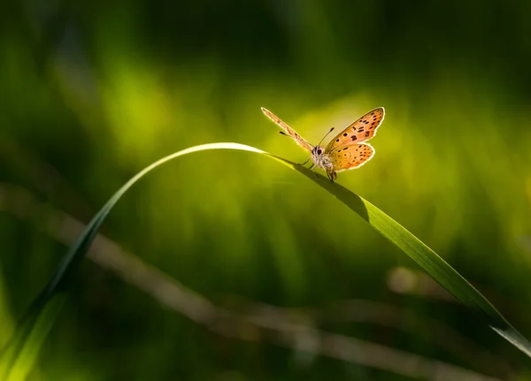 Butterfly sitting on grass leaf — Stock Photo, Image