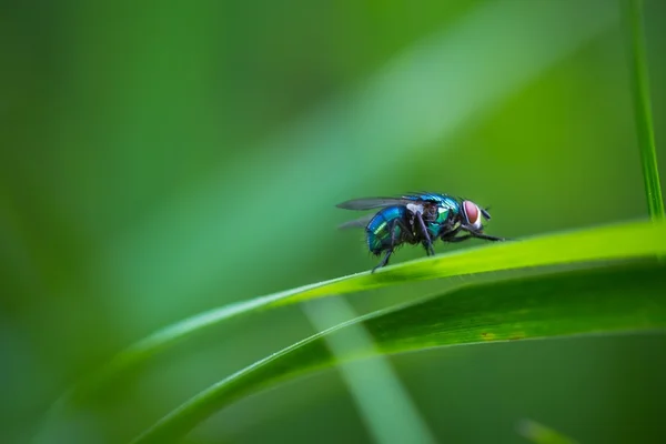 Fly sitting on plant — Stock Photo, Image