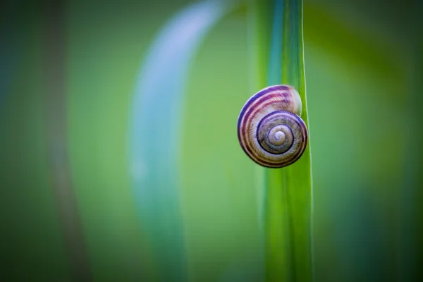 Snail shell on grass leaf. — Stock Photo, Image