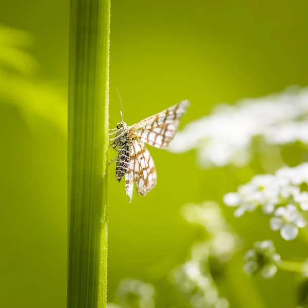 Butterfly sitting on grass leaf — Stock Photo, Image